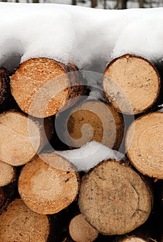 Chopped logs in winter snow