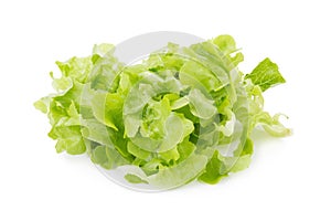 Chopped oakleaf lettuce on White Background