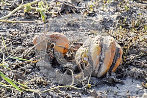 Chopped old rotten melon. An abandoned field of watermelons and melons. Rotten watermelons. Remains of the harvest of melons. Rott