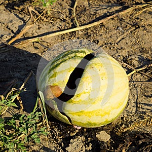 Chopped old rotten watermelon. An abandoned field of watermelons