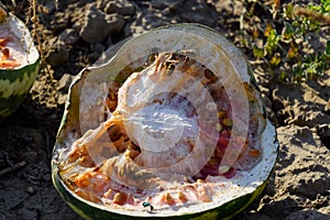 Chopped old rotten watermelon. An abandoned field of watermelons