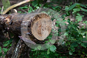 Chopped tree in forest