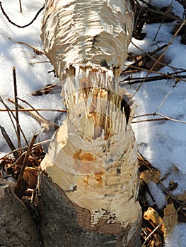 Chopped tree freshly cut by Beaver