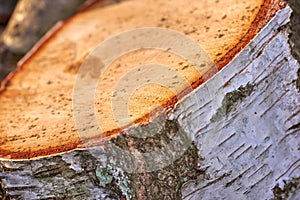 Chopped tree log from the forest. Closeup of brown wooden texture background of a cute tree stump for firewood in a