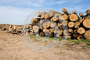 Chopped tree logs