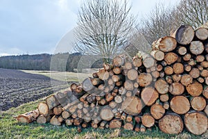 Chopped tree logs stacked on a field with copyspace. Rustic nature landscape with stumps of firewood in a lumberyard