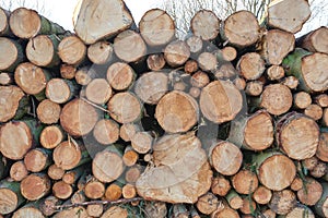 Chopped tree logs and stumps stacked in a pile on a plantation. Rustic landscape with textured firewood in a lumberyard
