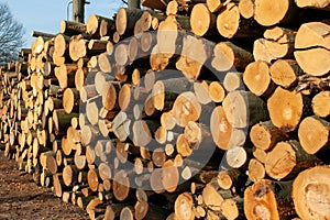 Chopped tree logs on a woodpile for the forestry industry