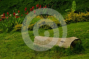 A chopped tree stem in the kodaikanal hill chettiar park.