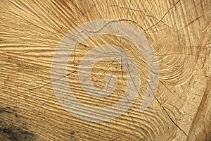 Chopped tree trunk background