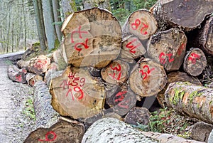 Chopped trees in a forest