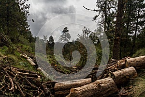 Chopped trees on a mexican forest with a dramatic cloudy sky