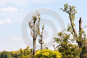 Chopped trees in the park against blue sky.