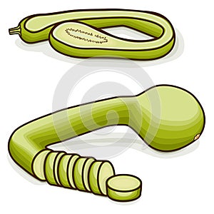 Chopped Tromboncino Squash. Clipart.