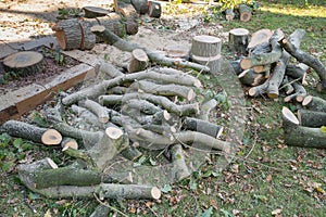 Chopped wood from a felled oak tree.