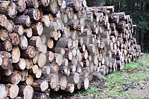 Chopped wood logs for sale use in fire place at home stored on forest woods green biomass energy