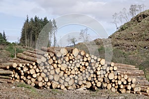 Chopped wood logs stack for fire place at home on forest woodlands green biomass energy