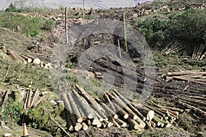 Chopped wood logs stack for fire place at home on forest woodlands green biomass energy