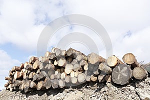 Chopped wood logs stack for fire place at home on forest woodlands green biomass energy