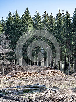 chopped Woodland dead forest pinetree plantation Germany replanted deciduous trees protected