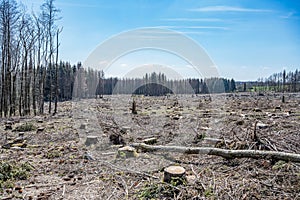 chopped Woodland dead forest pinetree plantation Germany replanted deciduous trees protected