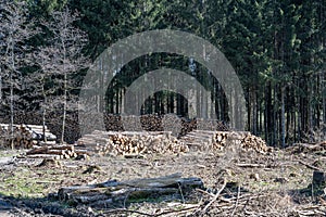 chopped Woodland dead forest pinetree plantation Germany replanted deciduous trees protected