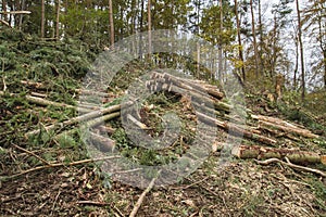 Chopping down trees in the forest