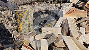 Chopping firewood. Harvesting firewood for the winter. The log is chopped with an axe. Close-up video.