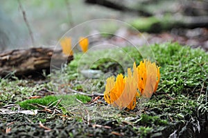 Choral mushroom photo