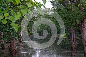 Choral River and  Submerged Tree in the Forest at Omkareshwar National Park