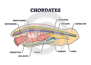 Chordates zoology with detailed inner anatomy structure outline diagram photo