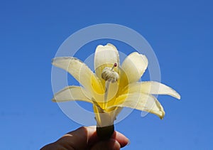 Chorisia insignis also known as Ceiba Insignis flower