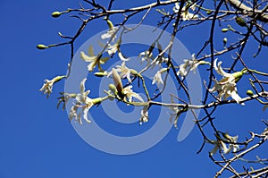 213Chorisia Insignis tree against a blue sky. photo