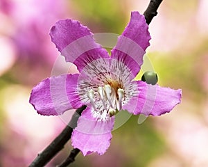 Chorisia speciosa flower (silk floss tree)