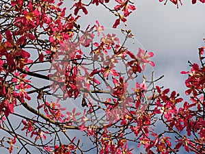 Chorisia Speciosa Or Silk Floss Tree In Tavira Portugal