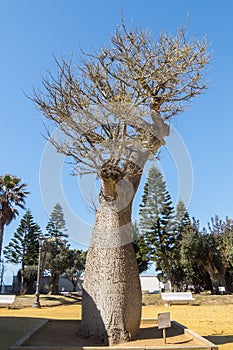 Chorisia Speciosa tree Genoves Park Cadiz, Andalusia, Spain photo