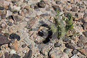 CHORIZANTHE RIGIDA BLOOM - TWENTYNINE PALMS - 051620 C photo