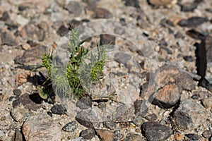 CHORIZANTHE RIGIDA BLOOM - TWENTYNINE PALMS - 051620 D photo