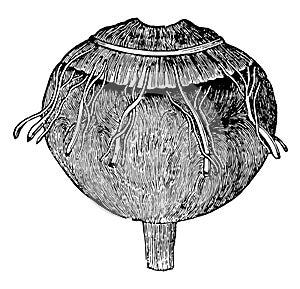 Choroid Coat of the Eye, vintage illustration