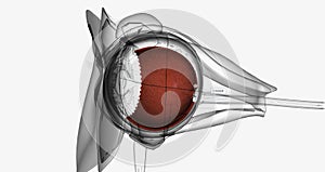 The choroid is the layer of blood vessels and connective tissue between the sclera and retina