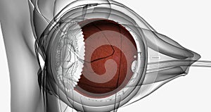 The choroid is the layer of blood vessels and connective tissue between the sclera and retina