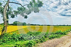 Nice village feild in dhaka