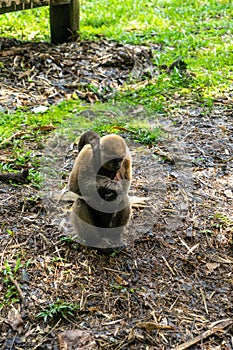 Chorongo Monkey, Amazonia, Ecuador