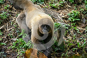 Chorongo Monkey, Amazonia, Ecuador