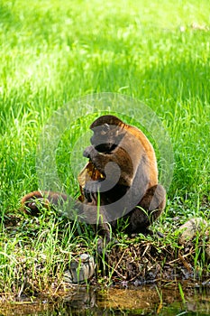 Chorongo Monkey, Amazonia, Ecuador photo