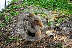 Chorongo Monkey, Amazonia, Ecuador photo