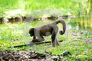 Chorongo Monkey, Amazonia, Ecuador photo