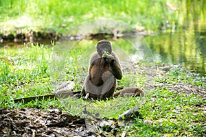 Chorongo Monkey, Amazonia, Ecuador photo