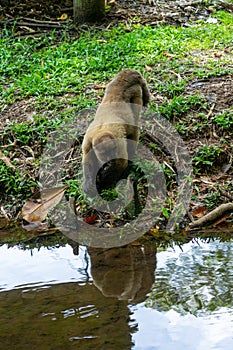 Chorongo Monkey, Amazonia, Ecuador photo