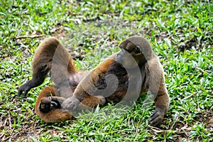 Chorongo Monkey, Amazonia, Ecuador photo